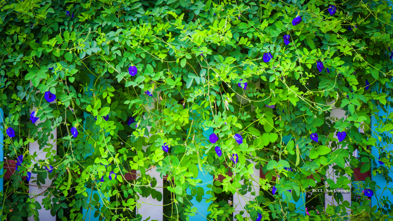 Aparajita flower vines