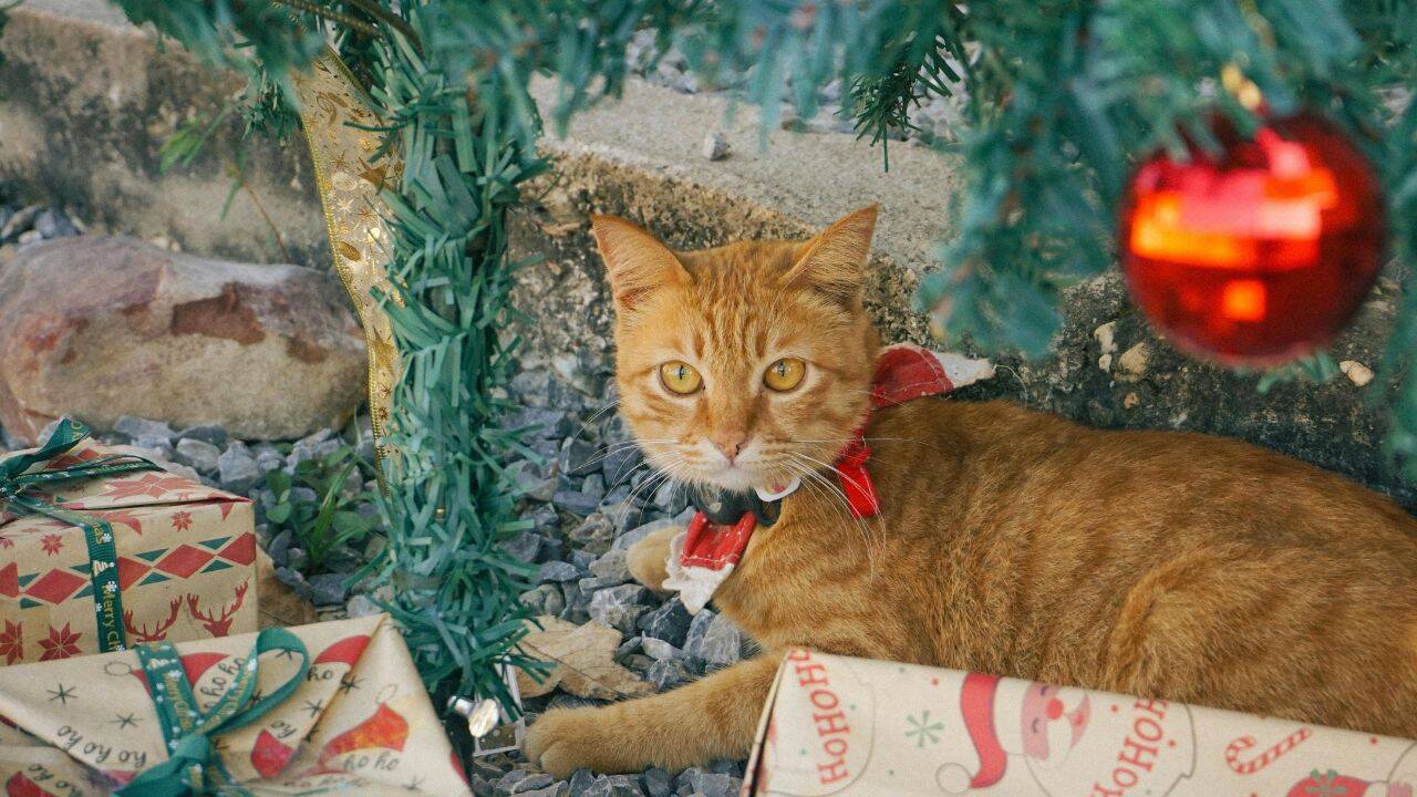 cat