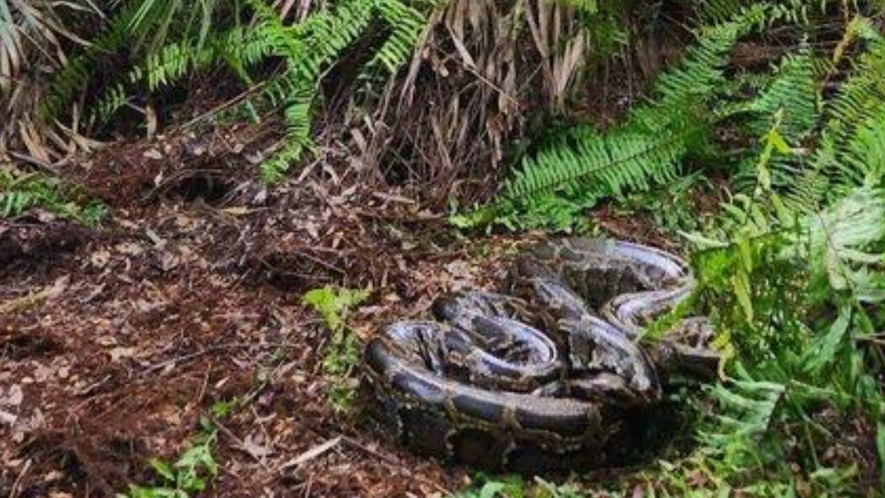 How are scientists testing drones to track hidden Burmese pythons<br>