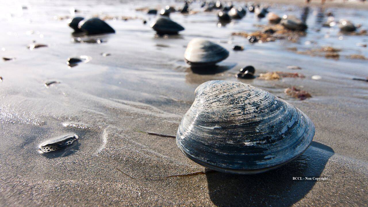 Clams