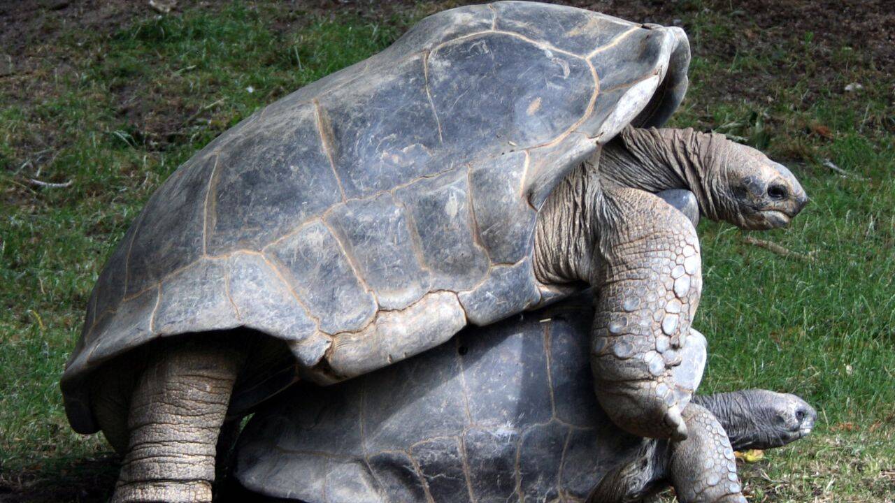 How did Madagascar restart its giant tortoise population