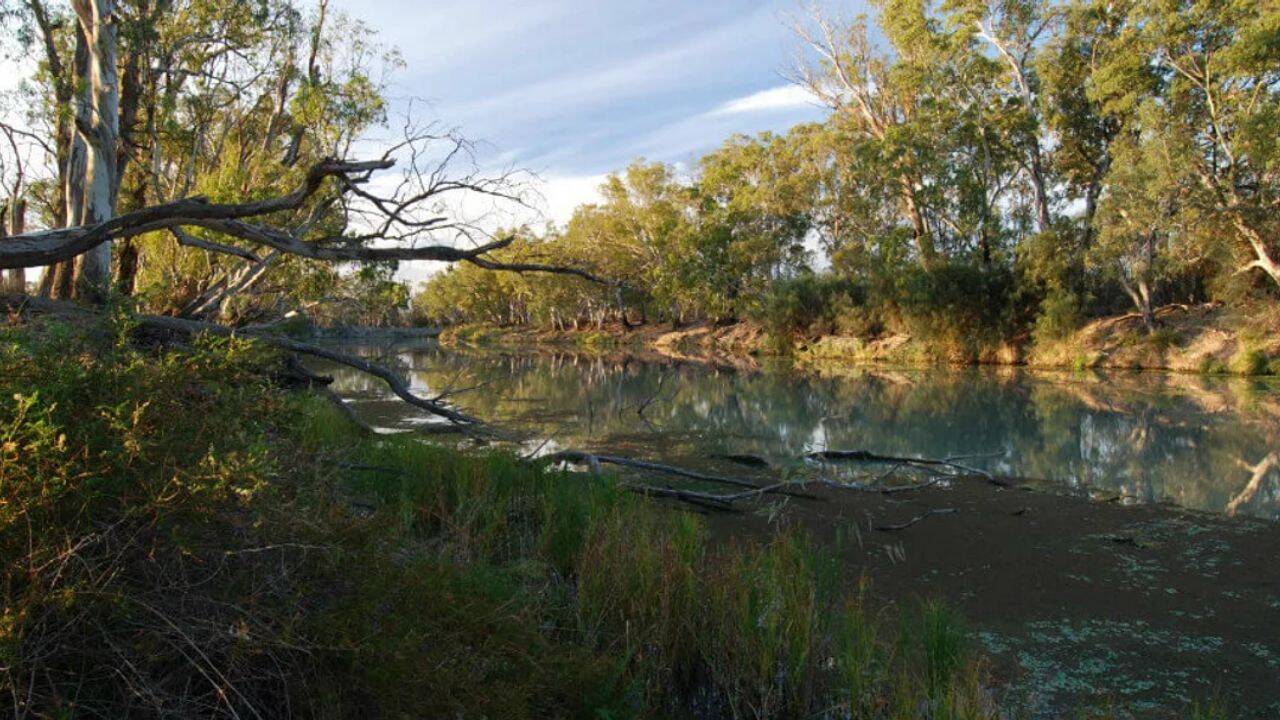 Why wetlands are vulnerable to falling groundwater levels