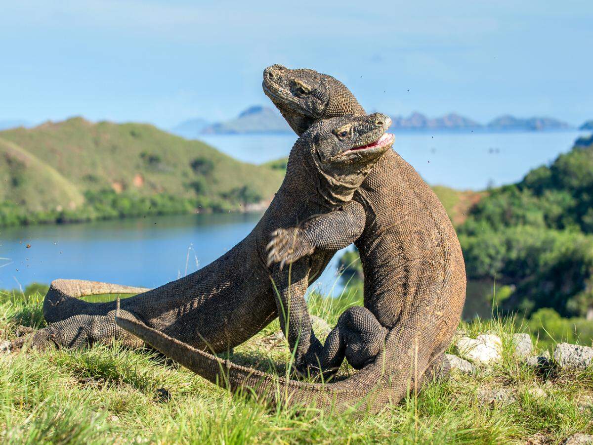 Komodo, indonesia