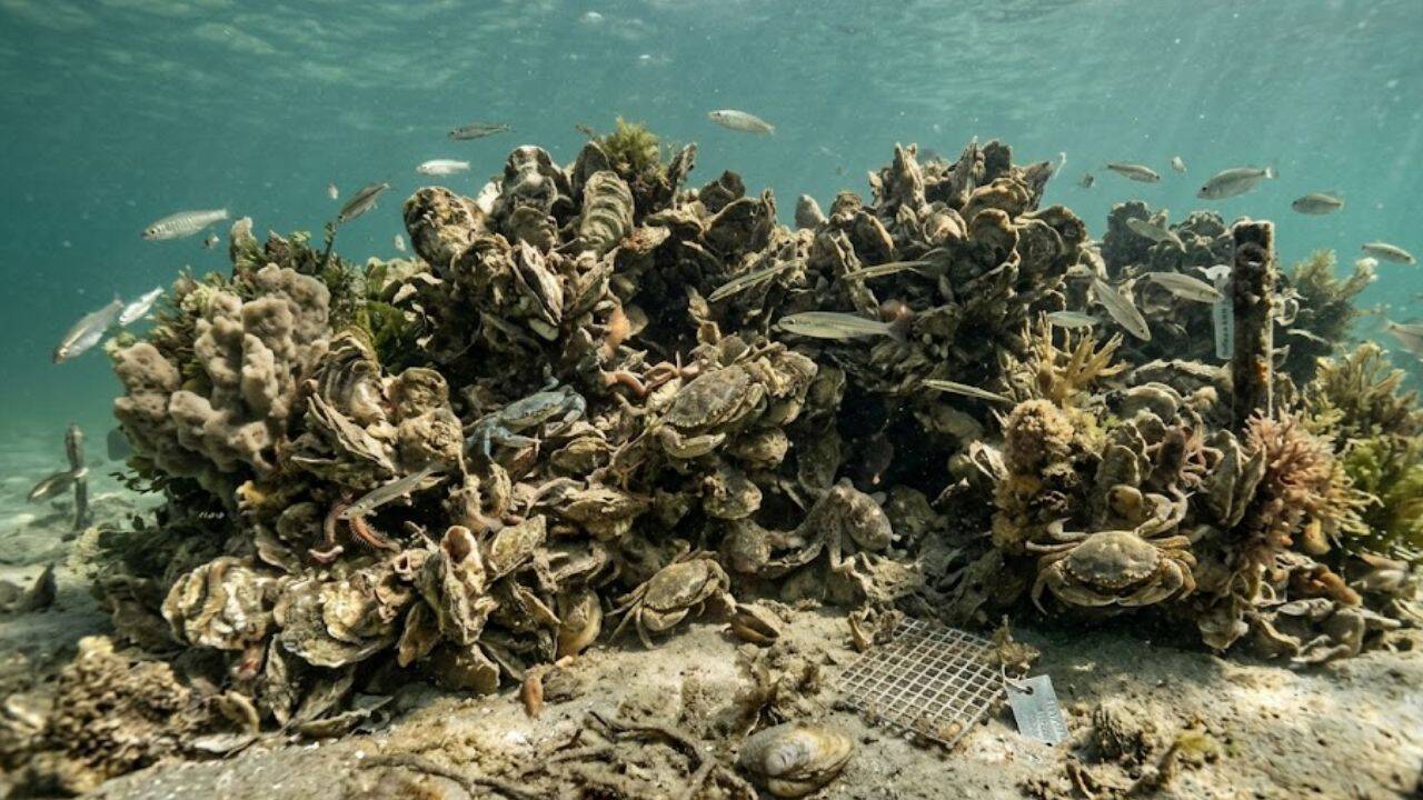 How did oyster reef restoration change marine life in Florida’s lagoon