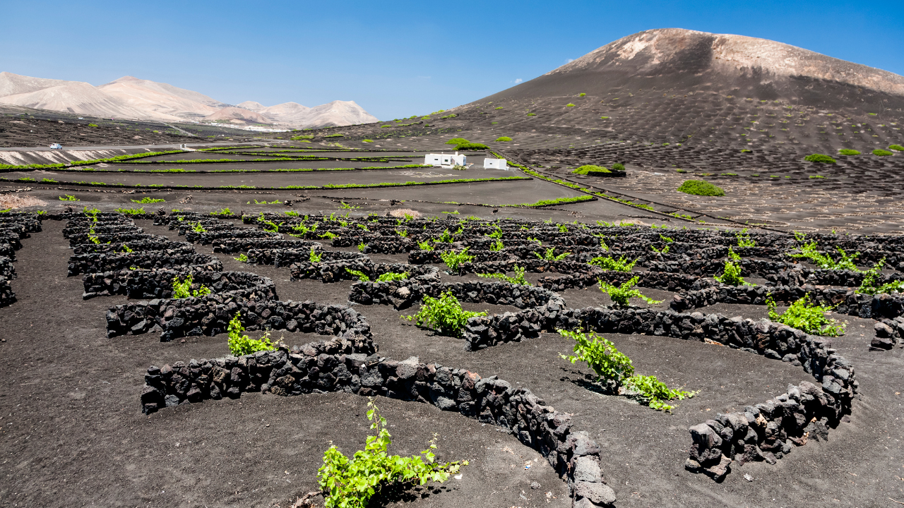 Volcanic wine