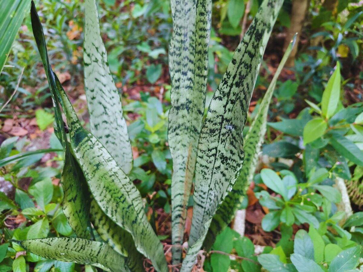 Snake Plant
