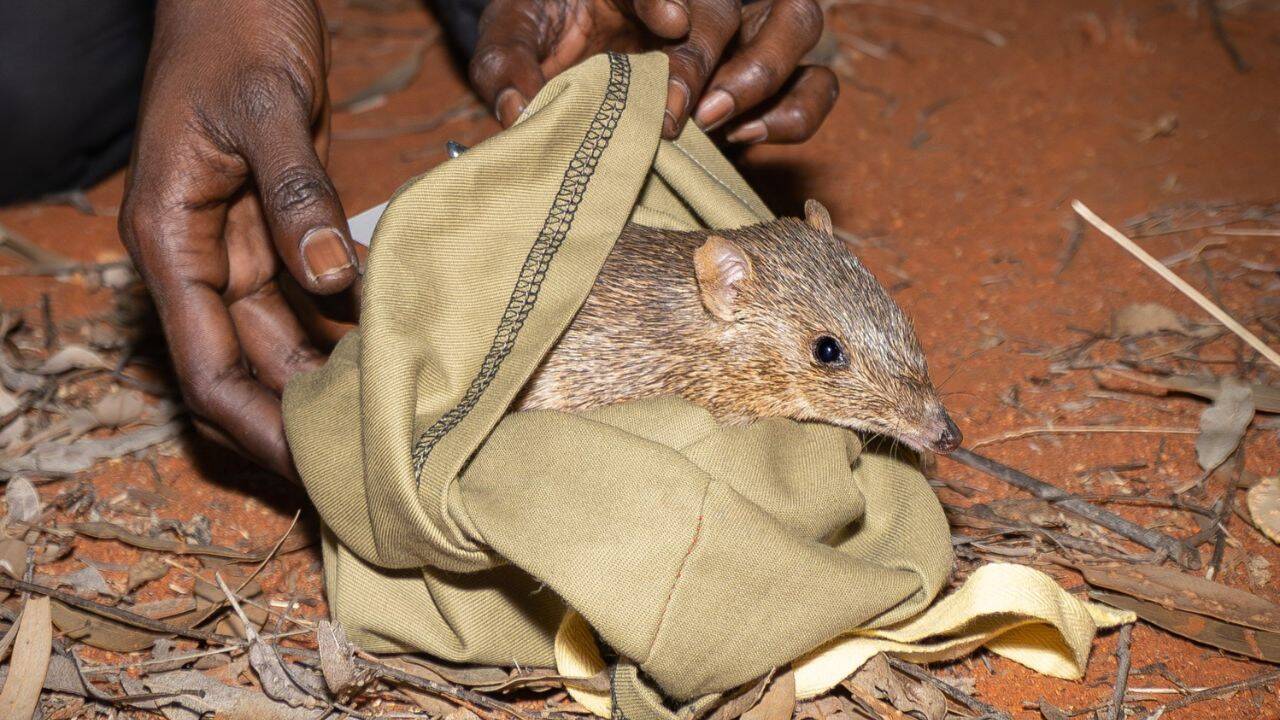 The species has several traits that support fast recovery