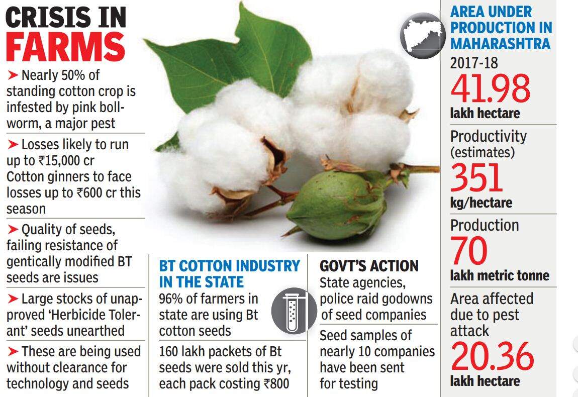 Godowns of 10 cotton seed cos raided, stocks sent for testing Mumbai