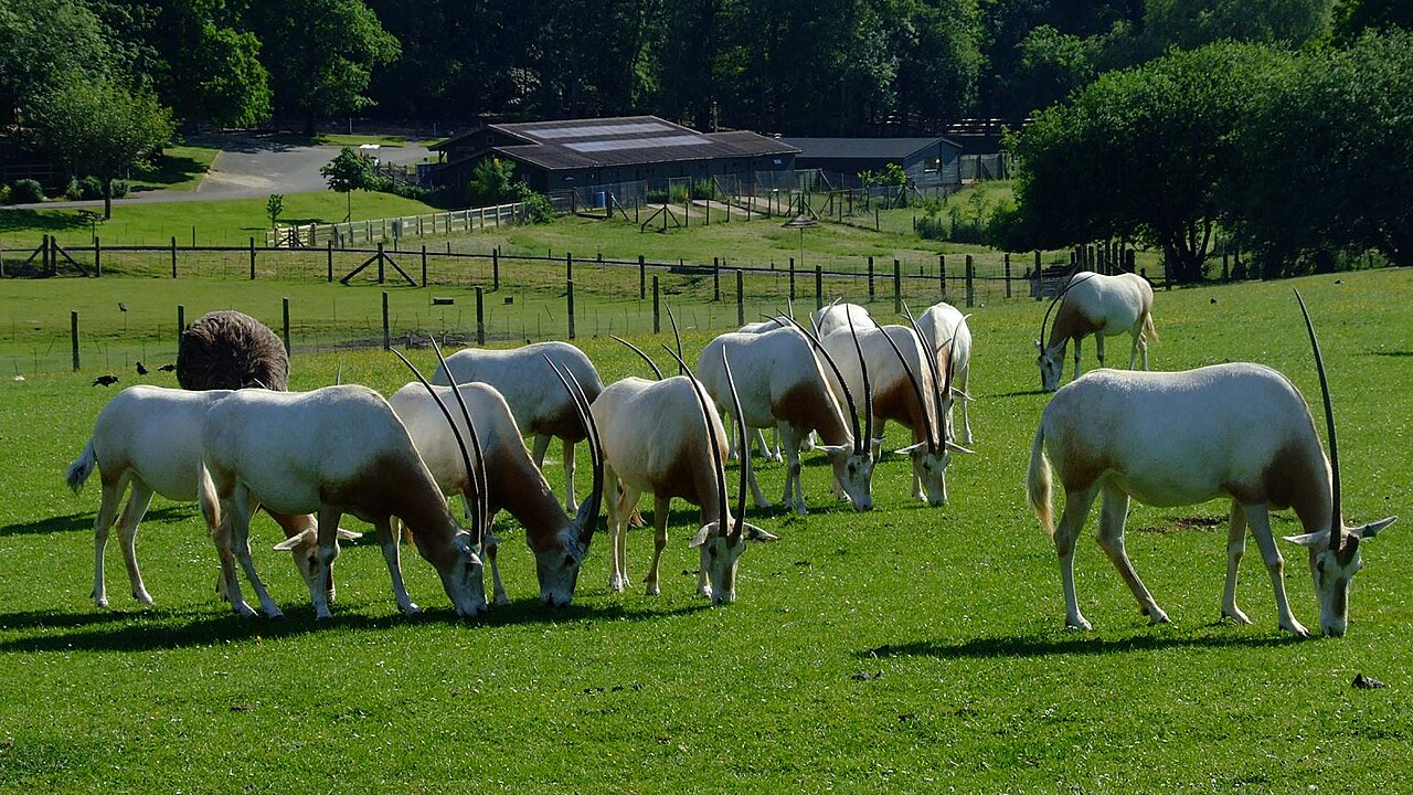 Captive scimitar oryxes grazing in a paddock (Image: Charles Miller)