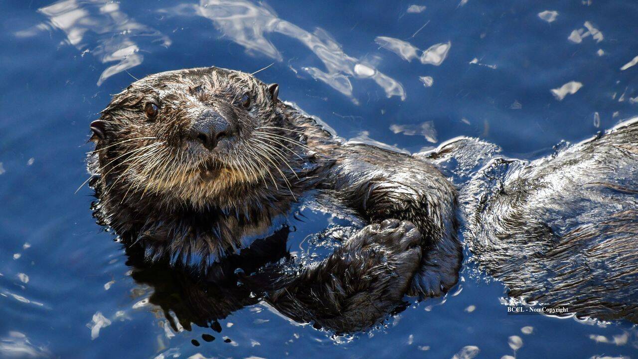 otter