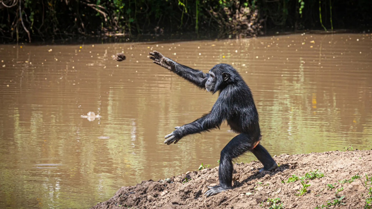 Why are chimpanzees throwing rocks at the same trees<br>