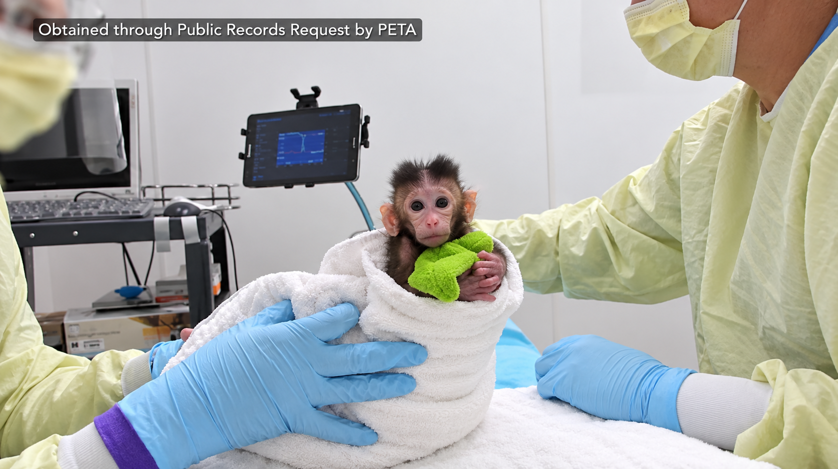 Baby Monkey in a Clinical Lab