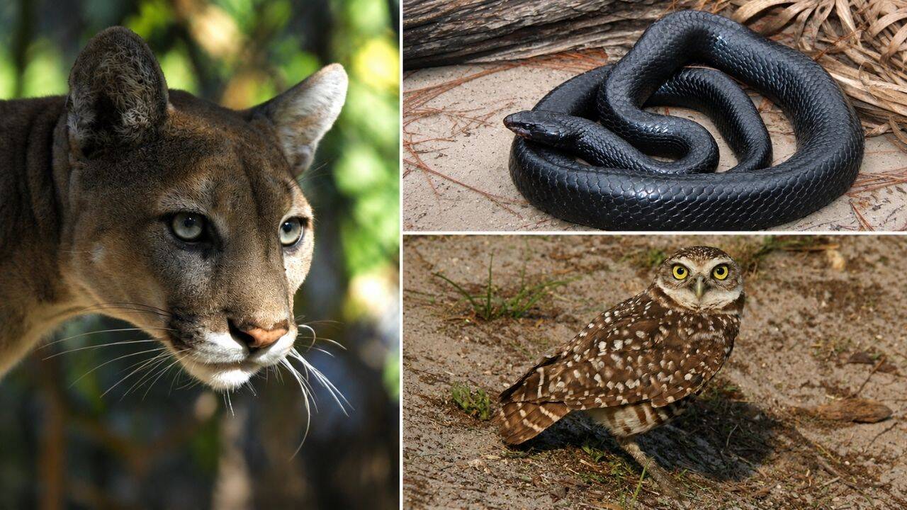 Importance of this Ludwig ranch for Florida’s wildlife