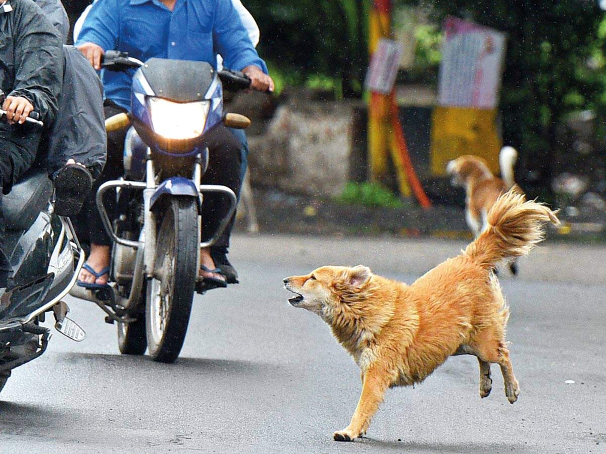 Some people say that street dogs can be a menace since they tend to chase people on two-wheelers