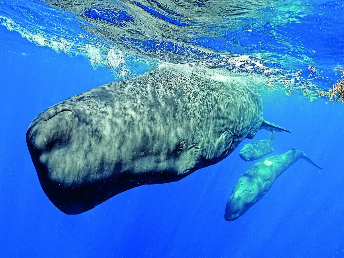 TechKnow: Listening in on the whales