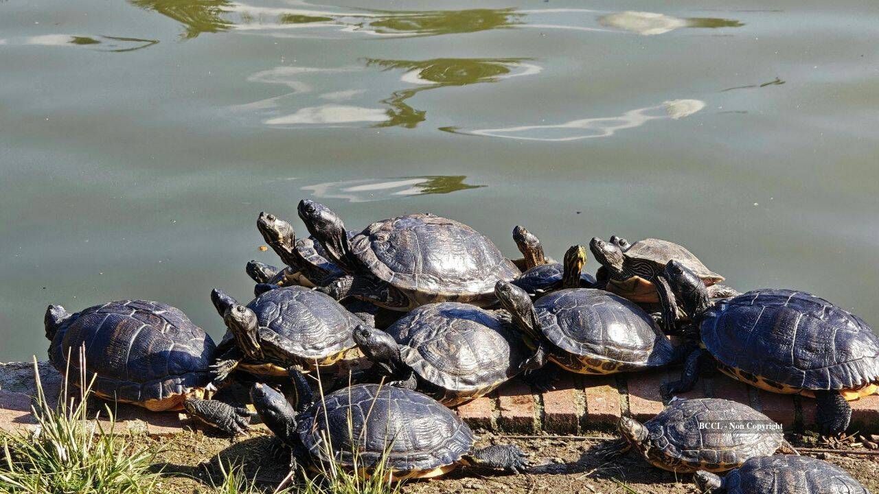 Representative image turtle