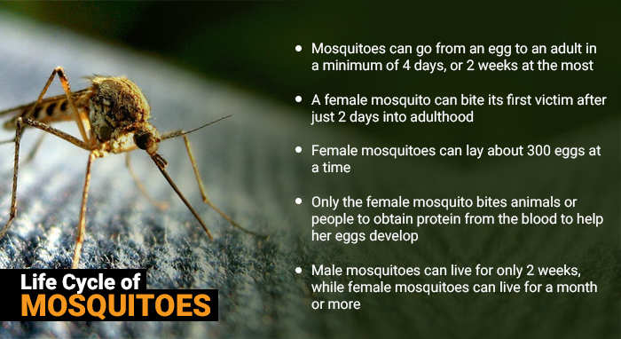 Effortless Ways To Keep Mosquitoes Out Of Your Home Times Of India