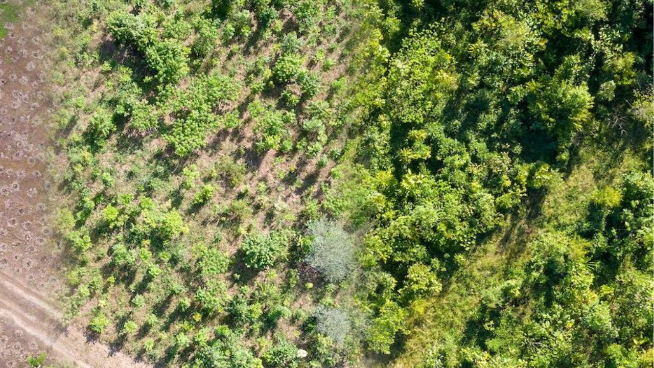 From cleared sugarcane land to a young rainforest<br>