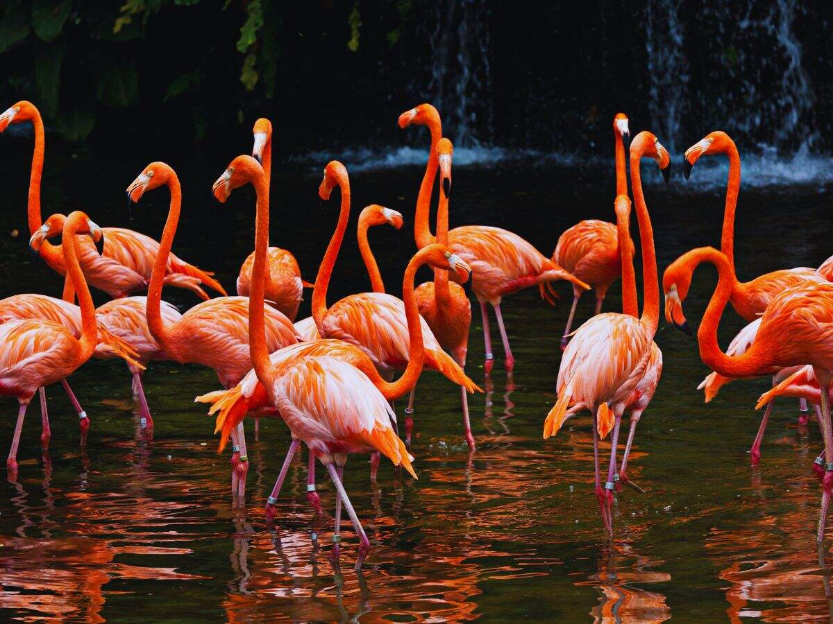 10 places to spot beautiful flamingos in India this winter