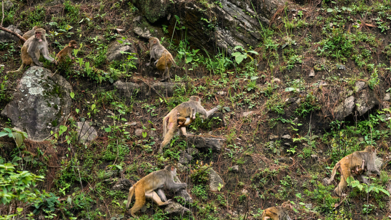 Monkeys are the most widely reported crop raiders<br>