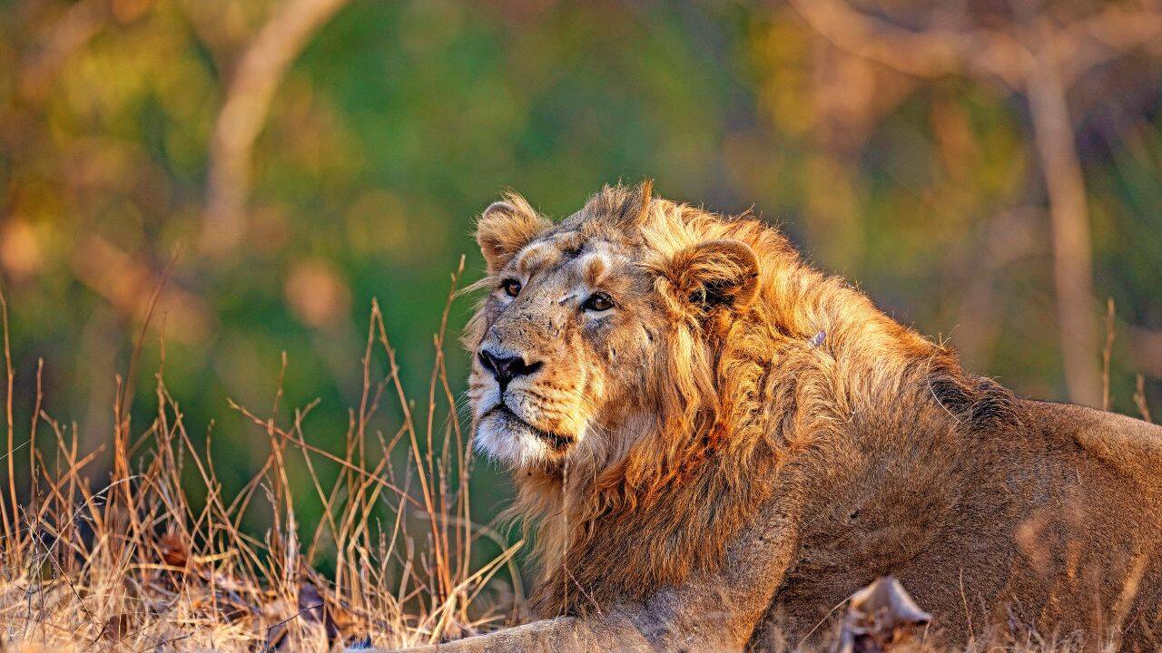 Lions in Gujarat