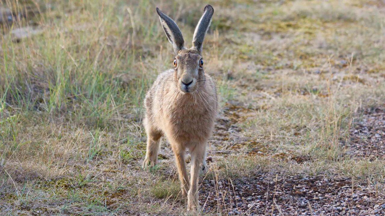 Why has wildlife returned to the former military landscape