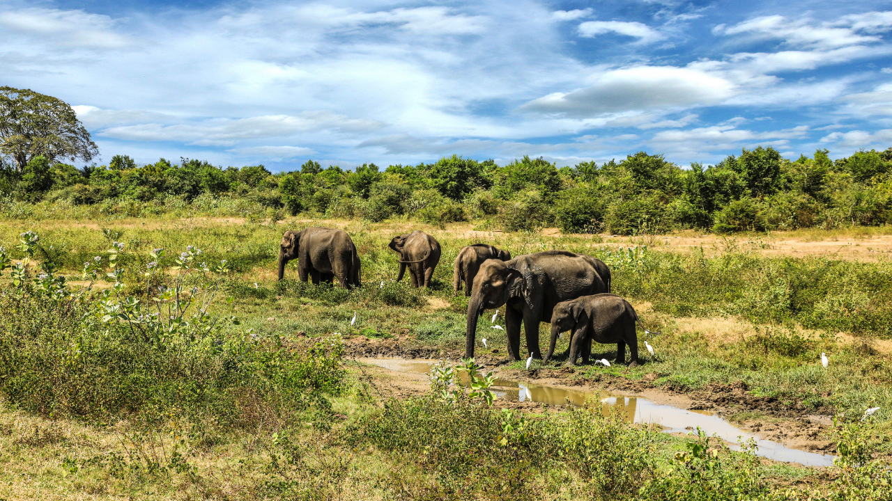 There is no solid scientific evidence that elephants deliberately travel to a special place to die.
