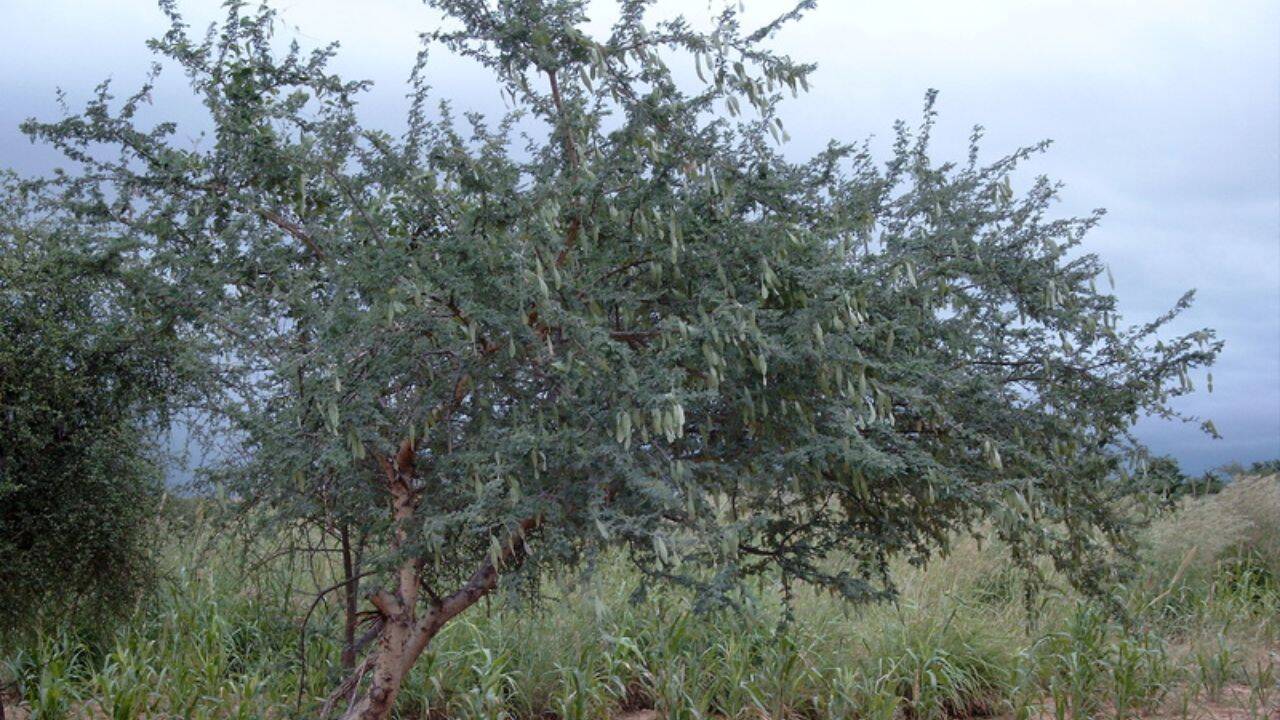 What happened to soil carbon as Acacia senegal plantations aged