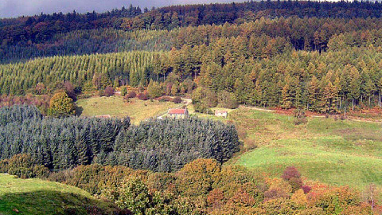 <br>How did two beavers change water flows in the 10-hectare forest