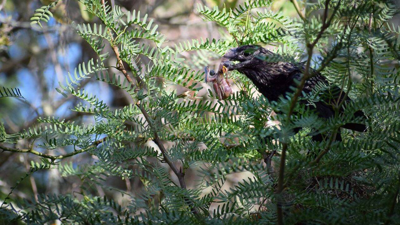 The smooth-billed ani spread across the Galapagos Islands<br>