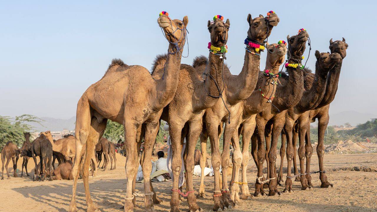 Camel Market at Pushkar, India