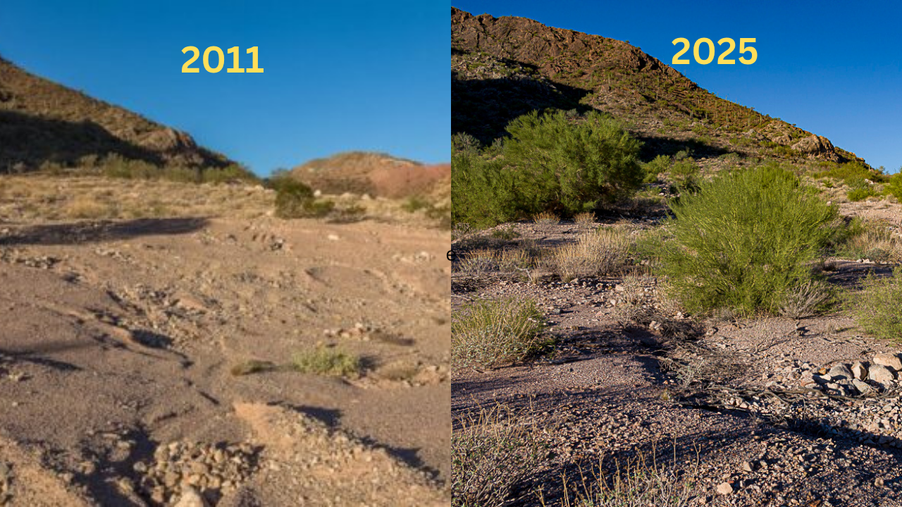 Native trees helped rebuild the damaged desert<br>