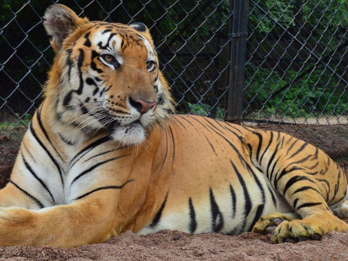 Royal Bengal tiger dies of heart failure at Hyderabad Zoo
