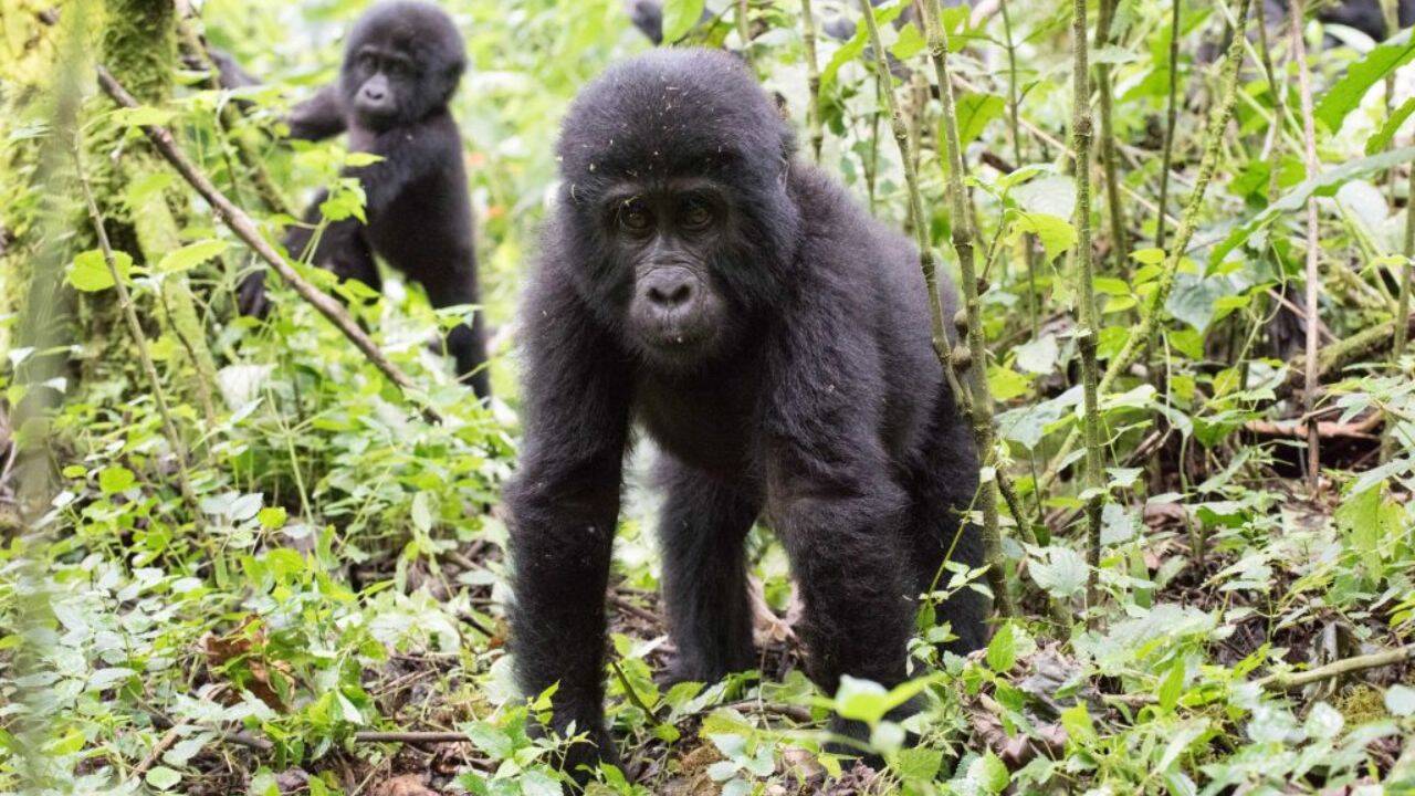 How are 4,053 trees rebuilding a damaged wildlife buffer around Bwindi