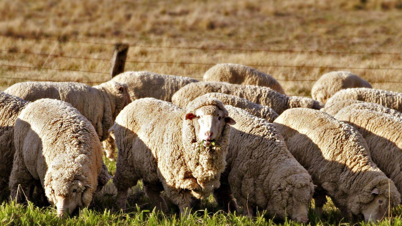 <br>How did a Texas farmer turn sheep and solar farms into a $300,000 profit