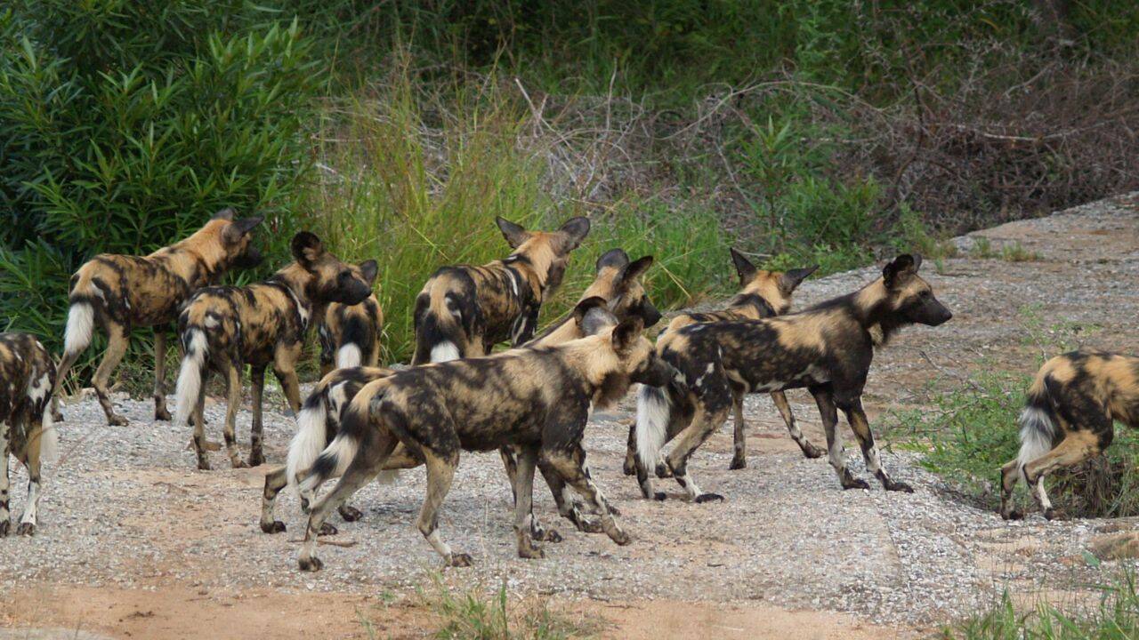 How 20 African wild dogs returned to Matusadona after decades<br>