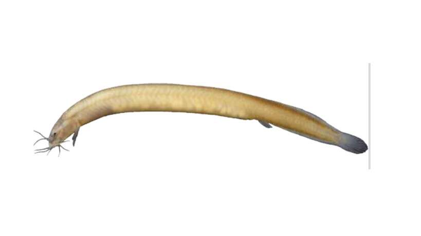 Pangio bhujia, a fish from Kerala, Kozhikode District, named after a popular Indian snack.