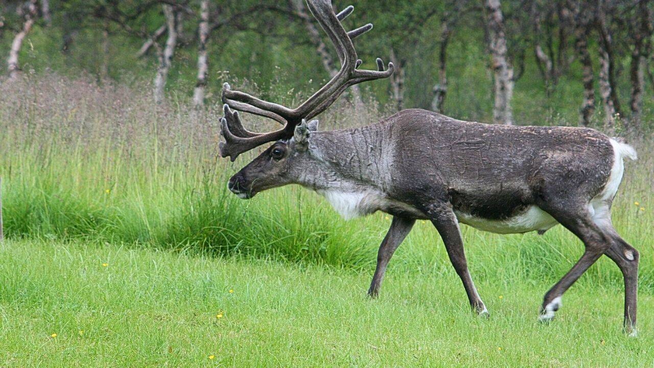 How does Arctic winter change the colour of reindeer eyes<br>
