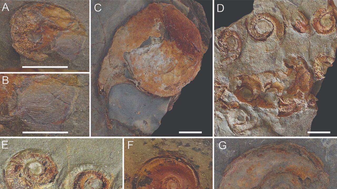 Nearly 400 fossils revealing ancient marine life near the South Pole
