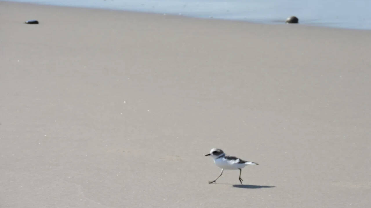 Staff and volunteers watched as the birds left their temporary cages and stepped onto the beach.