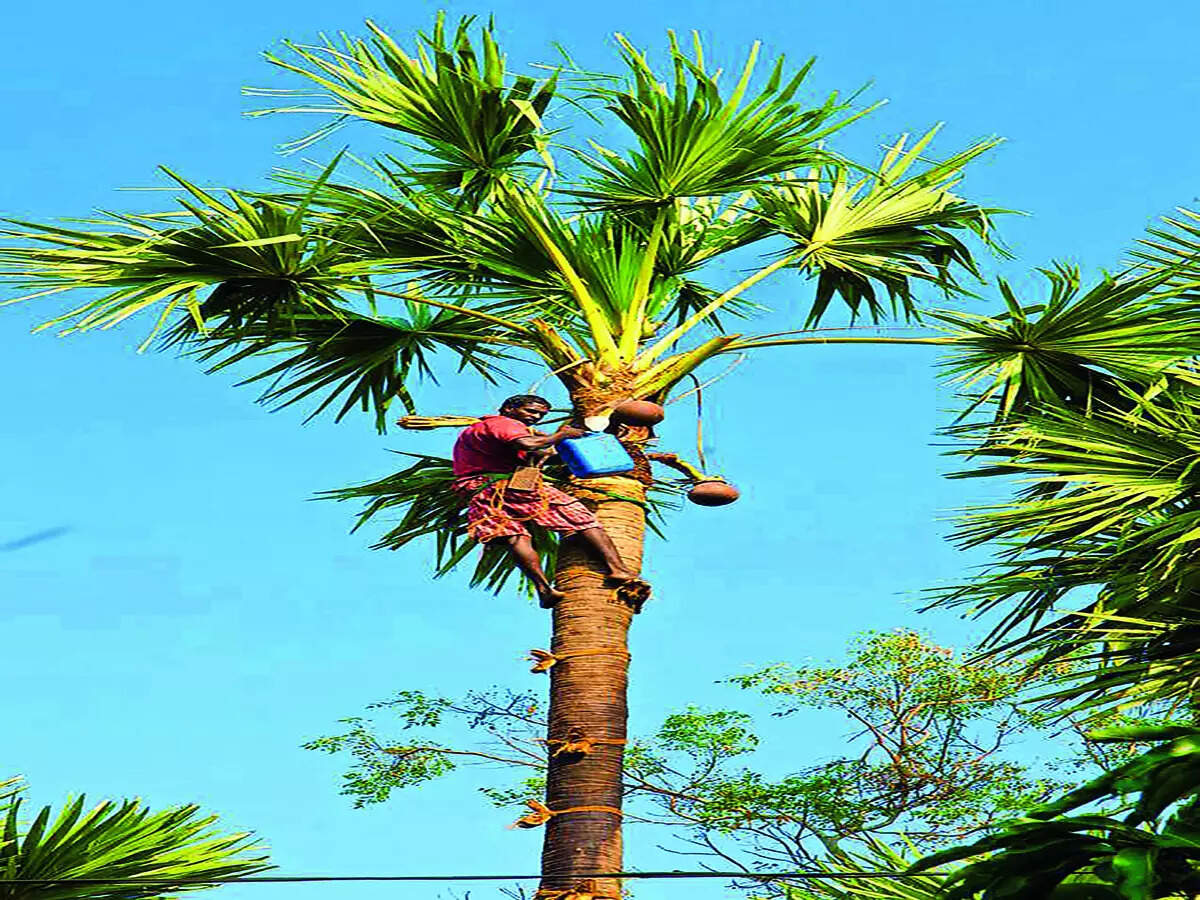 It is scientific & traditional: Raise a toast to toddy