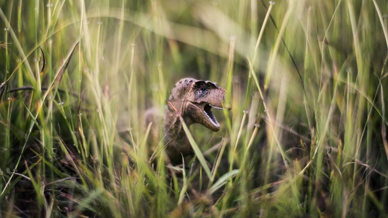 <br>A newly identified bird-like dinosaur from the Cretaceous period may be the first known dinosaur specialised in fruit eating; researchers studied its chewing muscles to reconstruct a diet that differs from the meat and plant foods usually associated with dinosaurs.