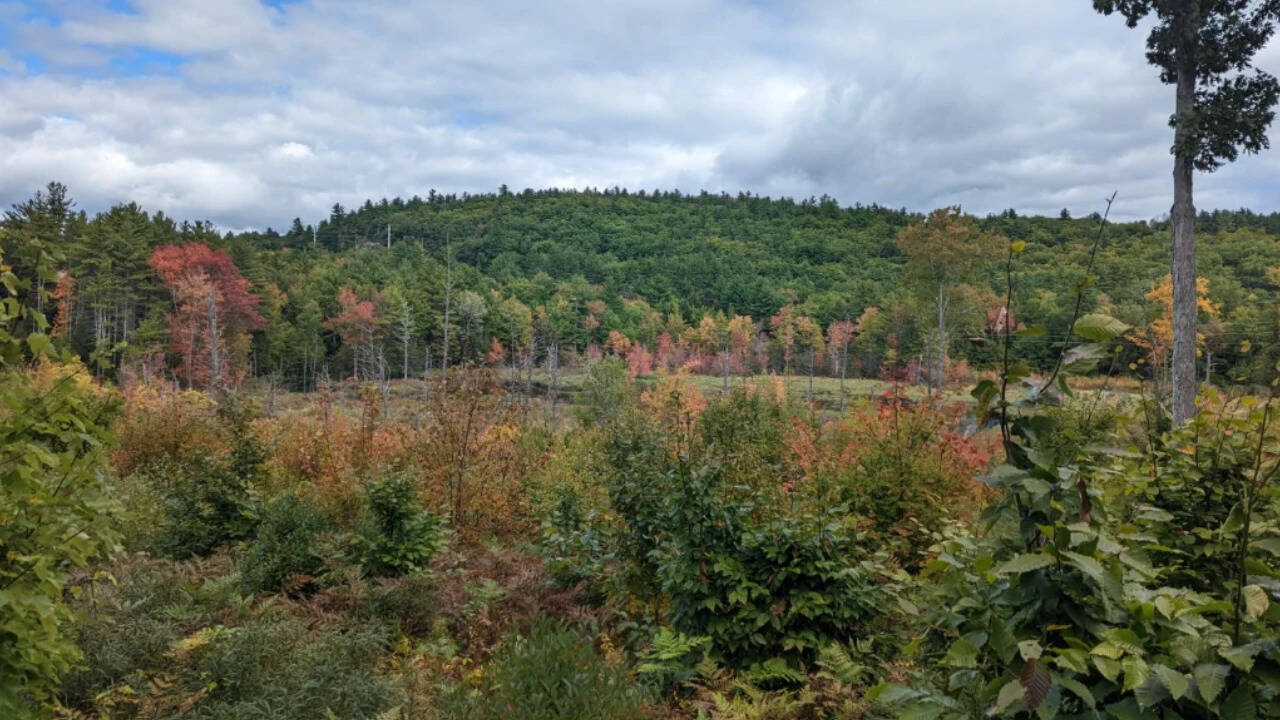 The property provides habitat for moose, deer, bobcats, migratory birds and other wildlife. The property provides habitat for moose, deer, bobcats, migratory birds and other wildlife.