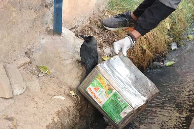 Forest official picks up a sick crow from the roadside.