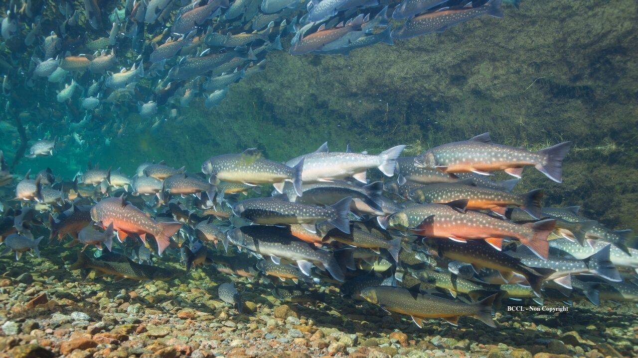 Alaska eliminates invasive pike and restocks lake with 6,836 Arctic char<br>