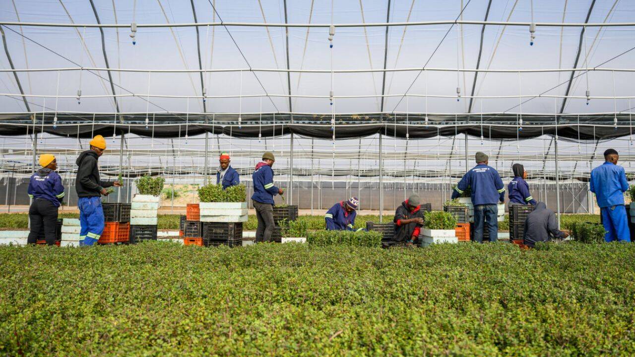 How will 180 million spekboom cuttings help restore the Albany thicket<br>