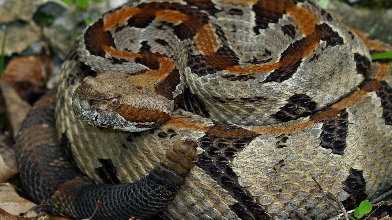 What are the seven venomous snakes found in Oklahoma<br>