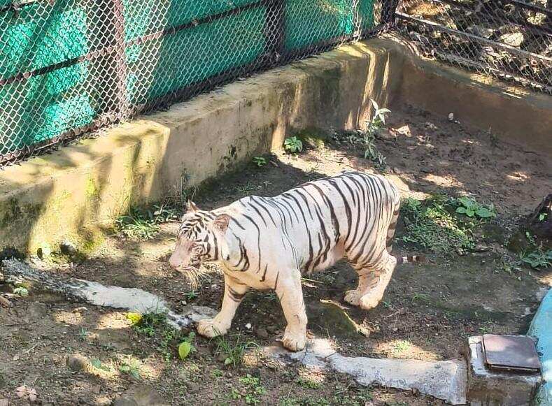 White Tiger.jpeg