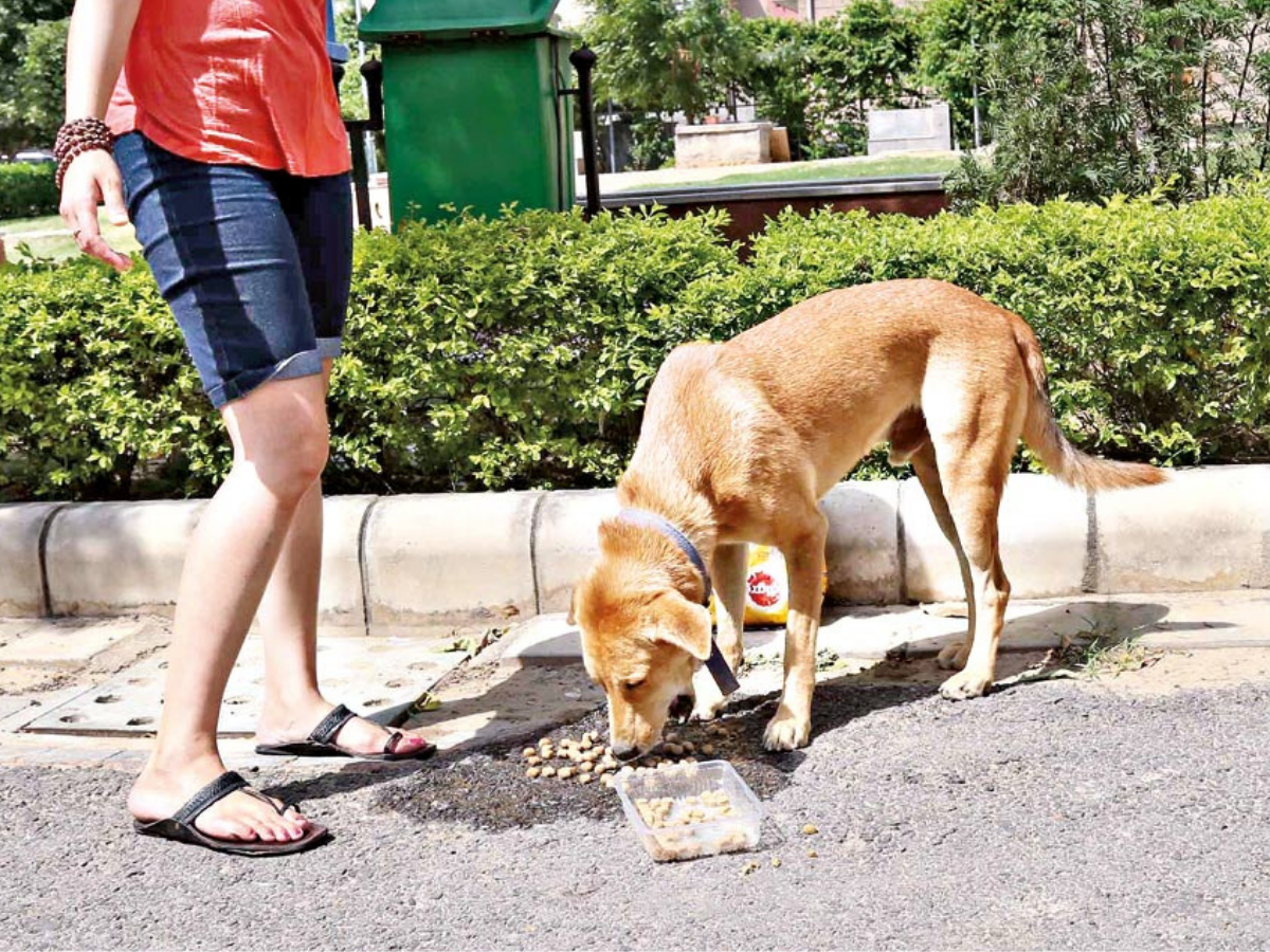 Residents say there should be designated areas allotted where one can feed strays