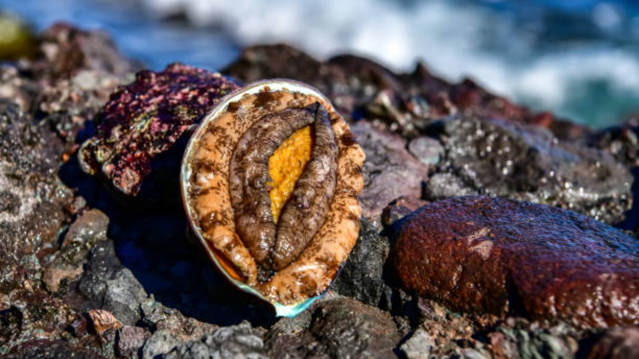 An endangered species on the menu<br><br>